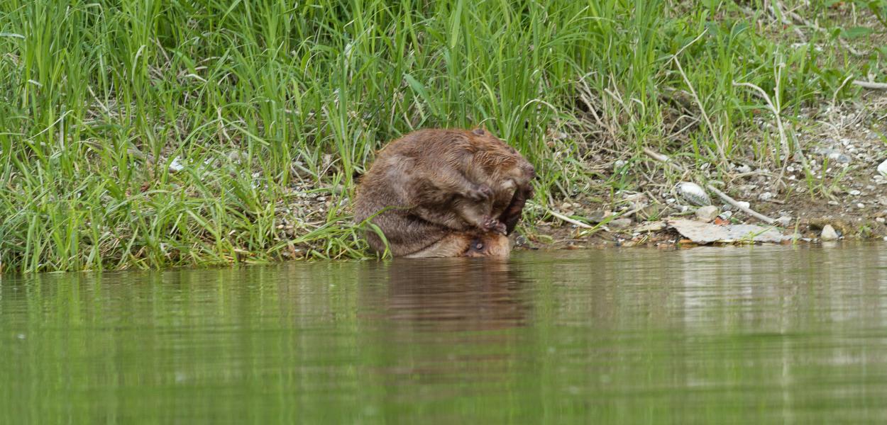 Balades à la découverte des castors Maisons de la Loire Portail de
